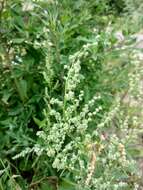 Plancia ëd Chenopodium strictum Roth