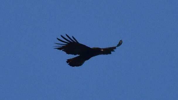 Image of Asian Black Eagle