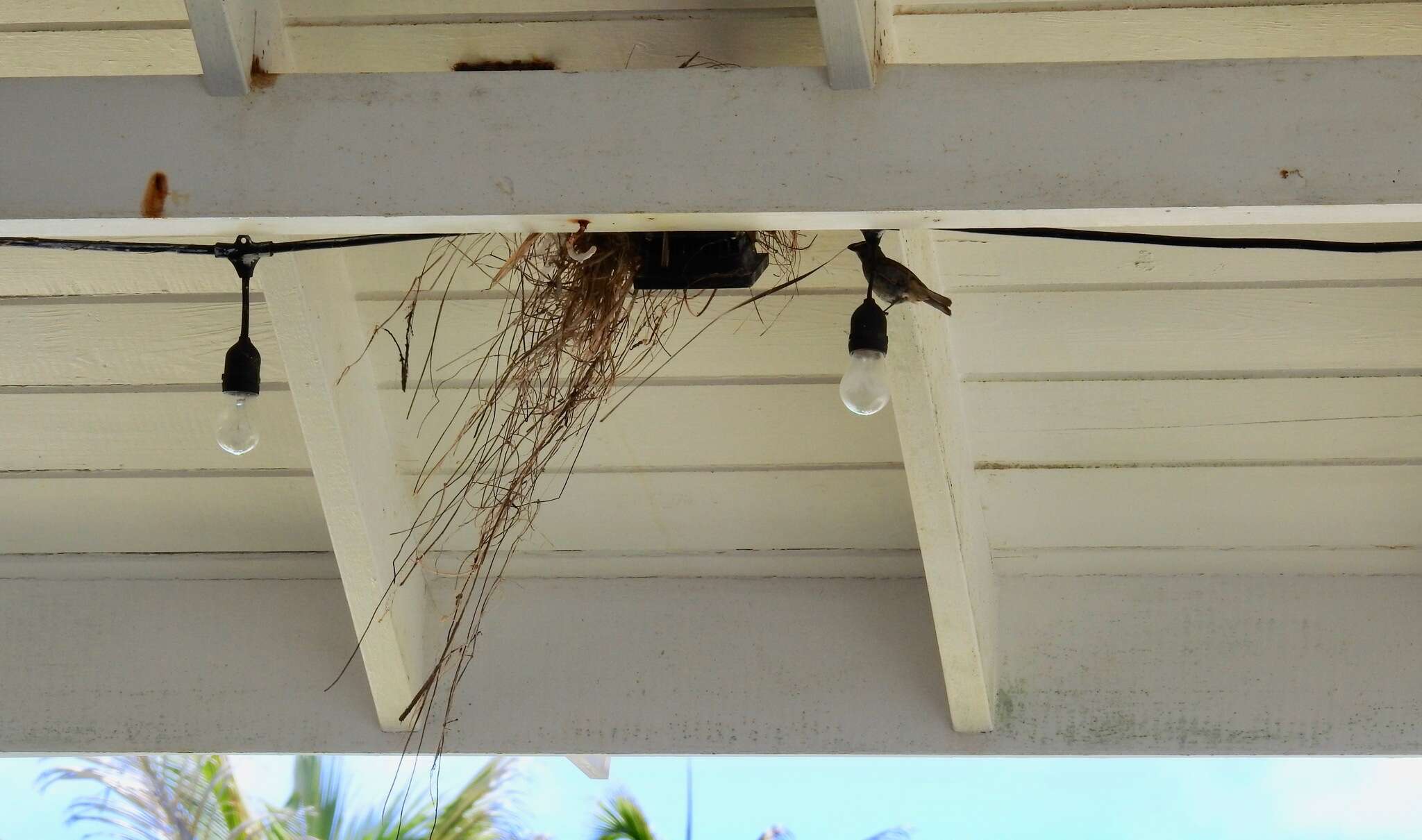 Image of Barbados Bullfinch