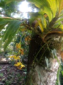 Image of Cycnoches ventricosum Bateman