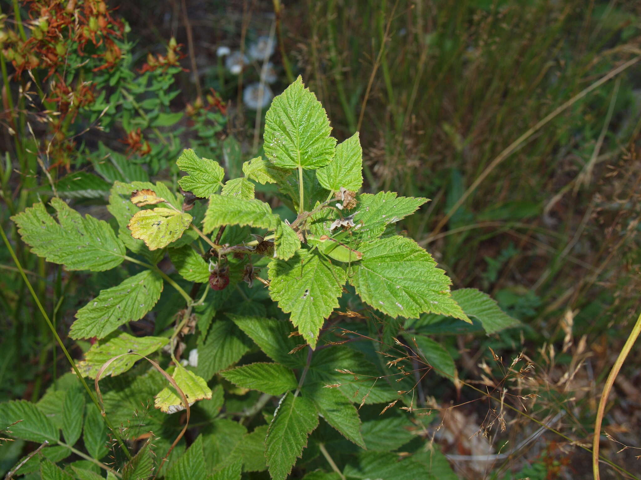 Image of Leptophyes intermedia Ingrisch & Pavićević 2010