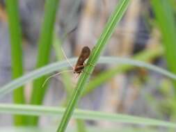 Molanna (Molanna) flavicornis Banks 1914 resmi