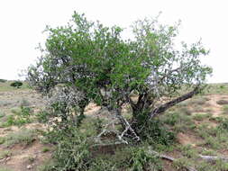 Sivun Diospyros lycioides subsp. lycioides kuva