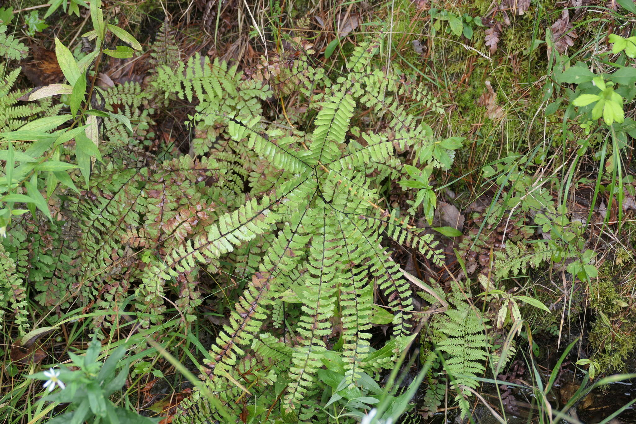 Imagem de Adiantum viridimontanum Paris