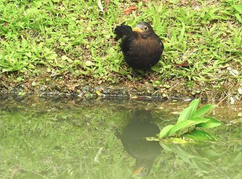 Image of Chinese Blackbird