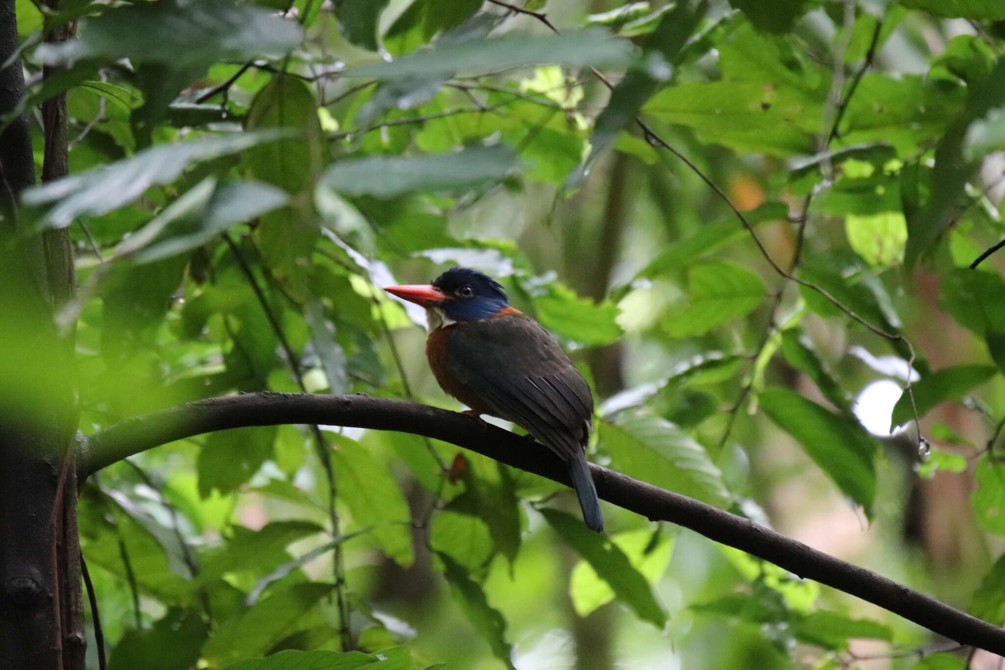 Actenoides monachus monachus (Bonaparte 1850) resmi