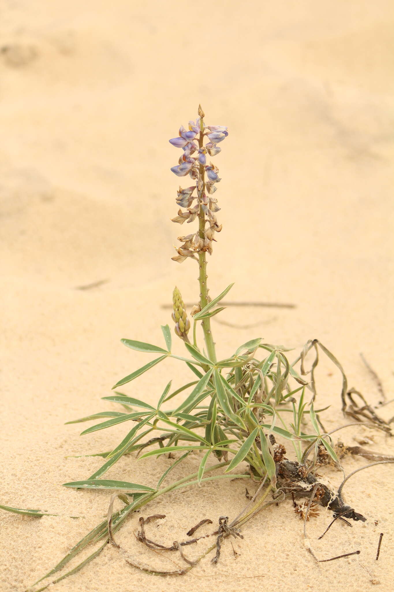Image of Lupinus multiflorus Desr.