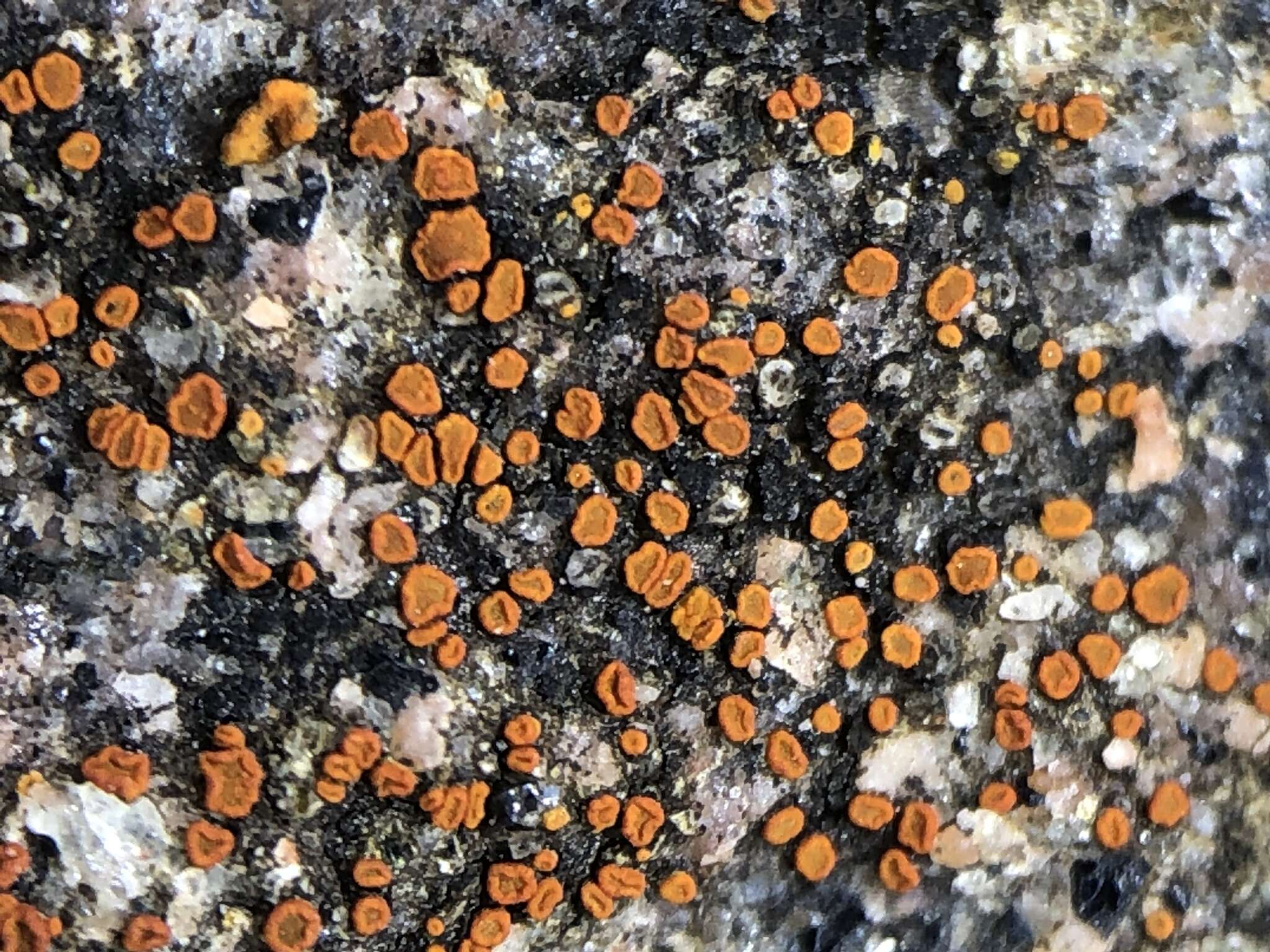 Image of sandwort orange lichen