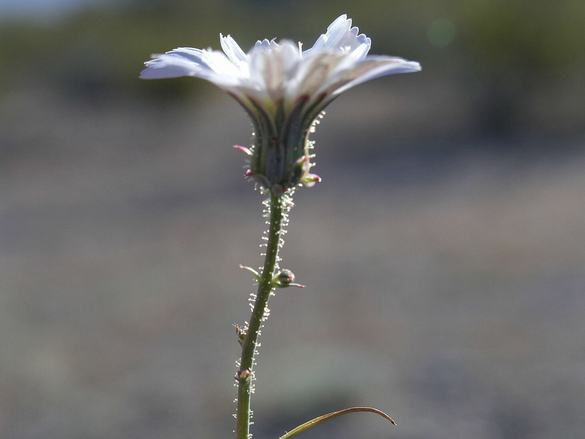 Image of white tackstem