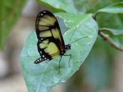 Image of Callithomia lenea Cramer 1782