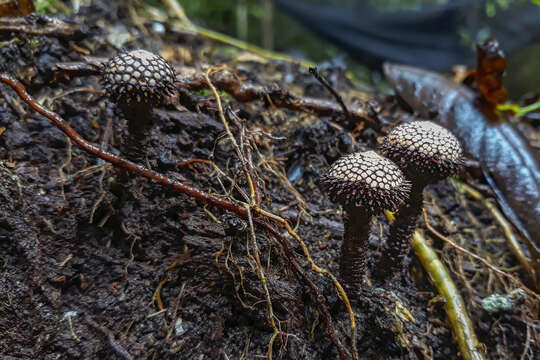 Image of <i>Tulostoma exasperatum</i>