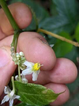 صورة Solanum trizygum Bitter