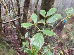 Image of Lasianthus micranthus Hook. fil.