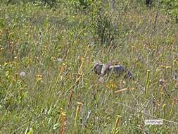 صورة Antigone canadensis pulla (Aldrich 1972)