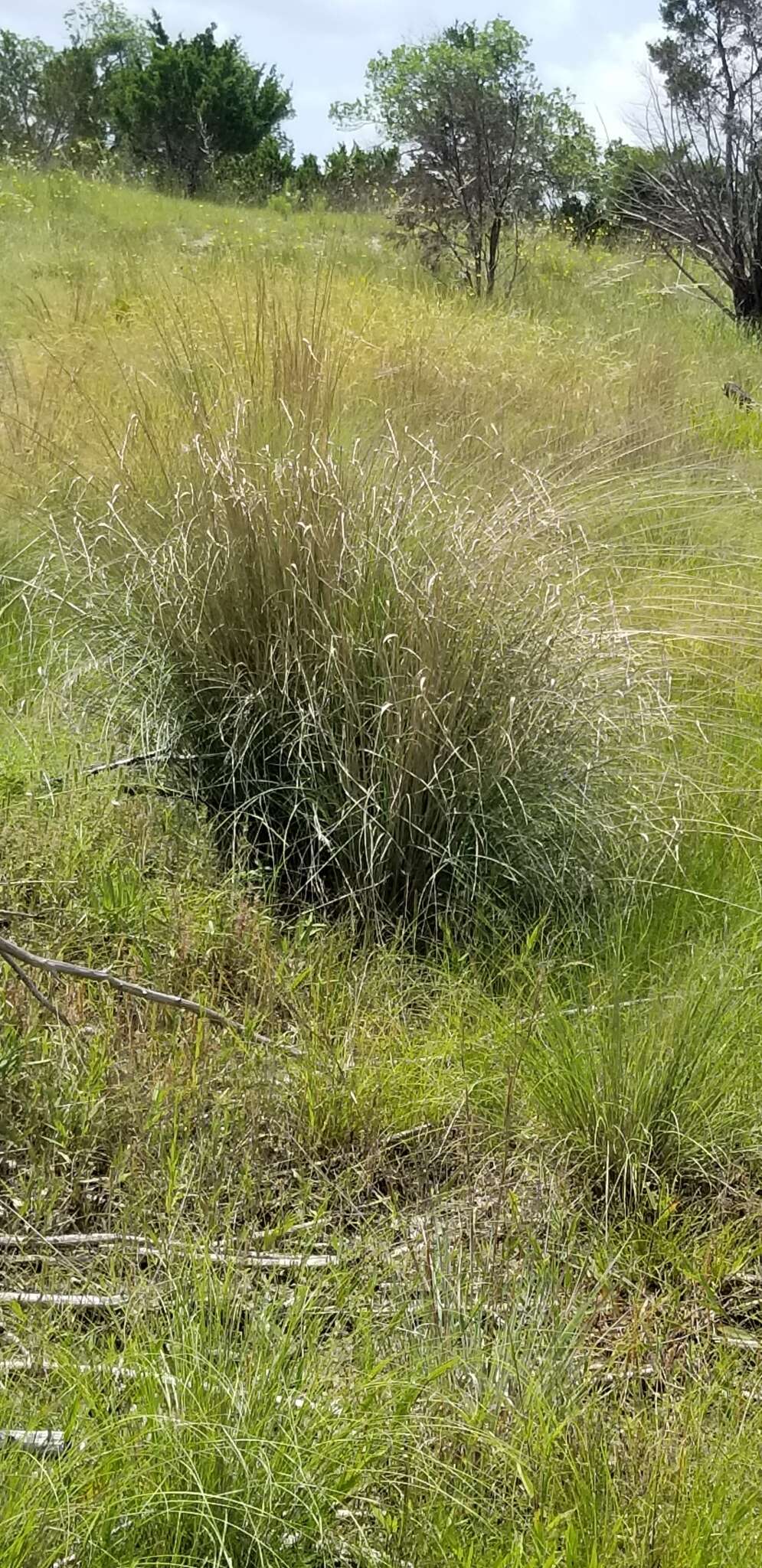 Image of Lindheimer's Muhly