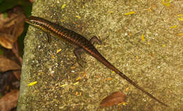 Image of Trachylepis comorensis (Peters 1854)