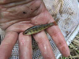 Image of Western creek chubsucker