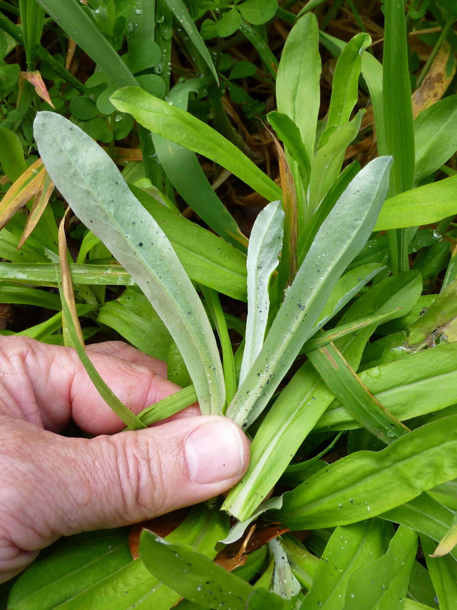 Imagem de Gamochaeta purpurea (L.) Cabrera