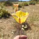 Image of Weed's mariposa lily