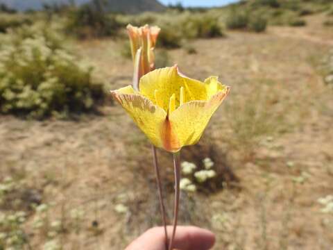 Imagem de Calochortus weedii Alph. Wood