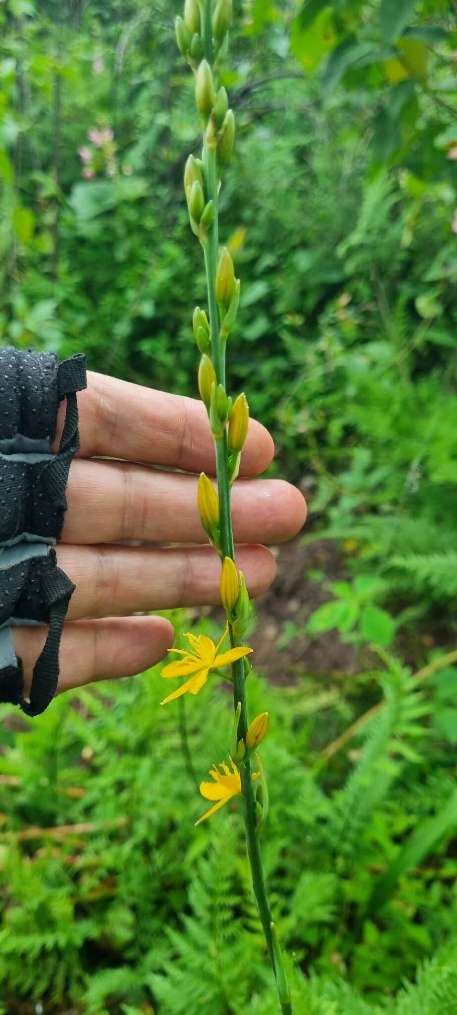 Image de Echeandia michoacensis (Poelln.) Cruden