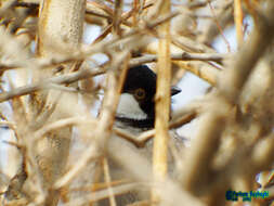 Image of White-eared Bulbul