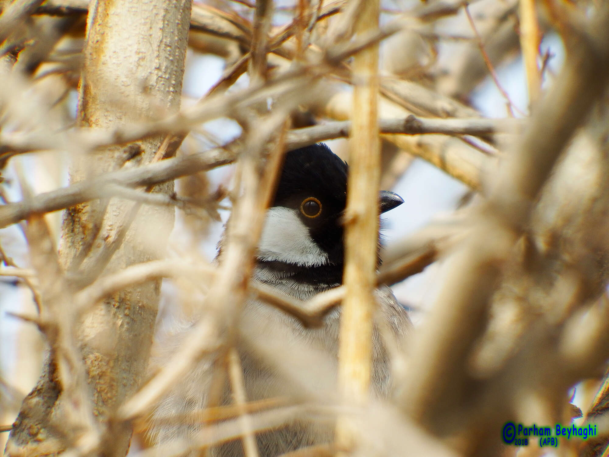 Image of White-eared Bulbul