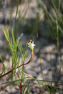 Imagem de Serruria flagellifolia Salisb. ex Knight