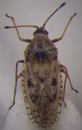 Image of Dictyla nassata (Puton 1874)