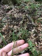 Image of Mingled Beak Sedge