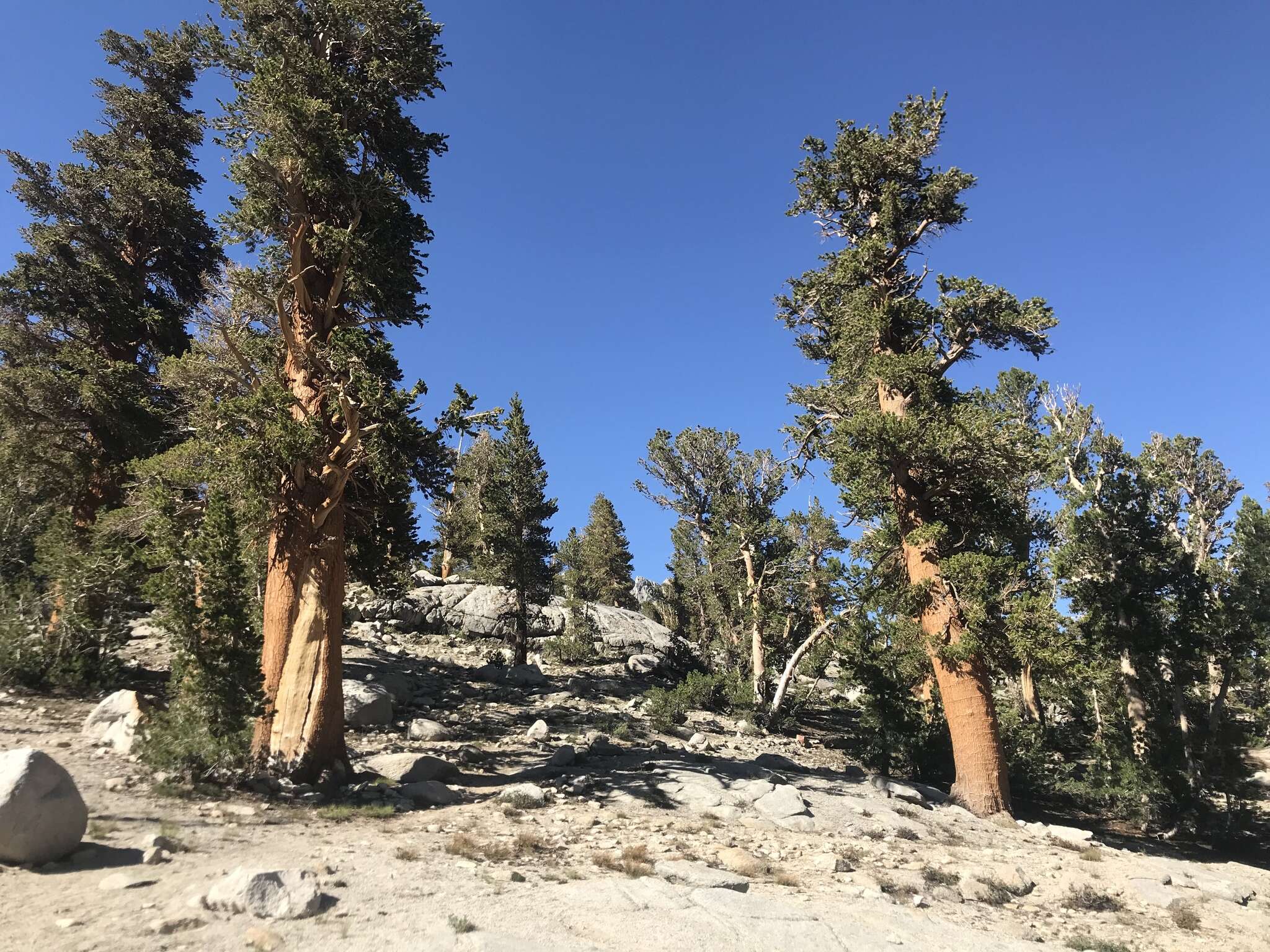 Image of foxtail pine