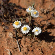 Слика од Rhodanthe floribunda (DC.) P. G. Wilson