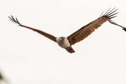 Image of Brahminy Kite