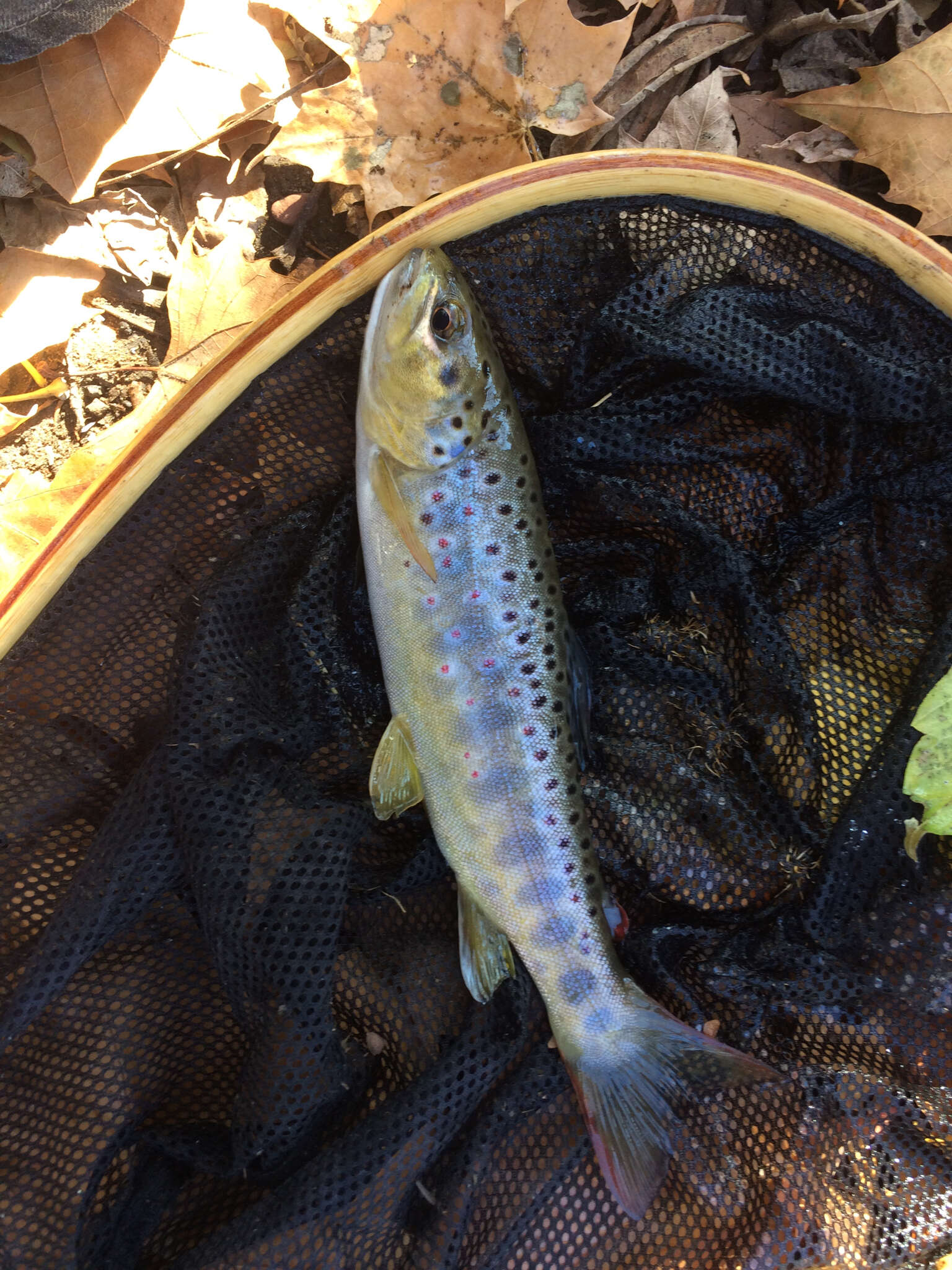 Image of Brown Trout