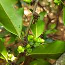 Image of Heisteria ovata Benth.