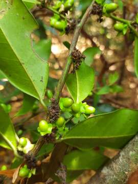 Image of Heisteria ovata Benth.