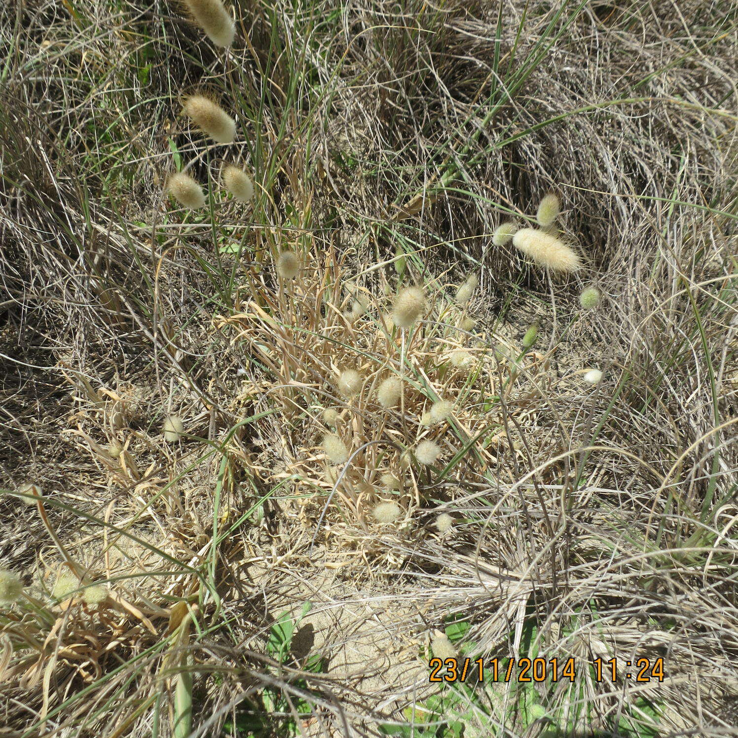 Image of harestail grass