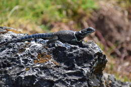 Image de Sceloporus aureolus Smith 1942