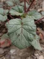 Image of longstalk phacelia