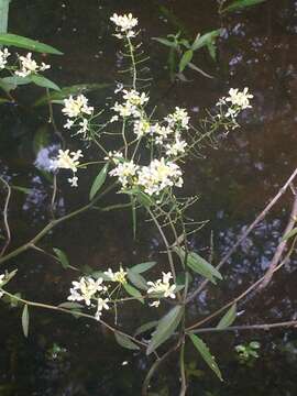 Image of Lakecress