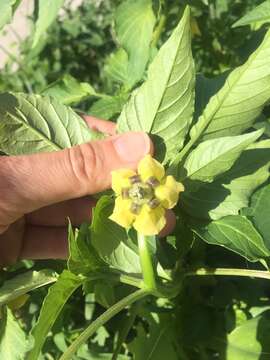 Image of Mexican groundcherry