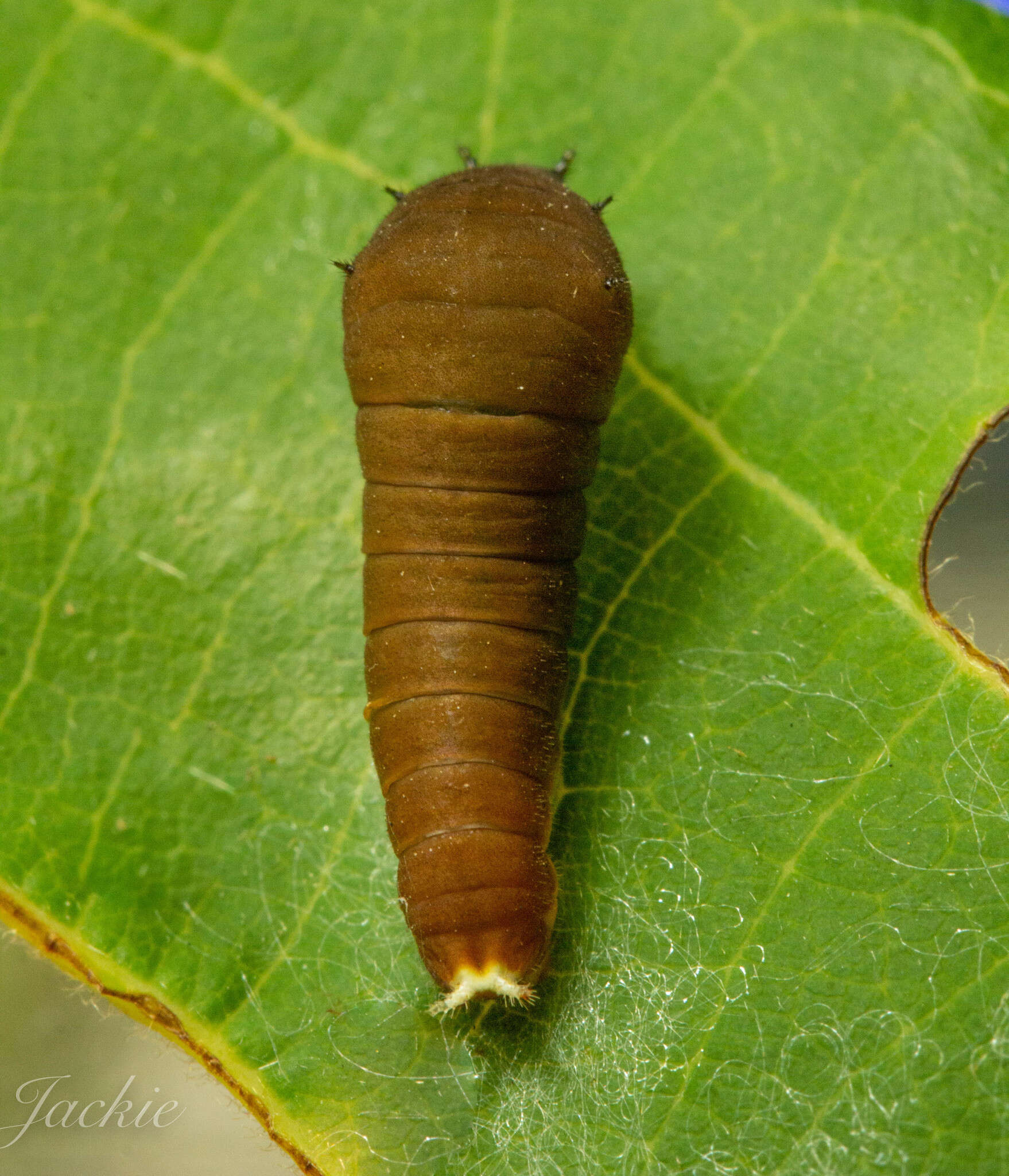 Слика од Graphium eurypylus (Linnaeus 1758)