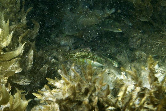 Image of Pink-belly wrasse