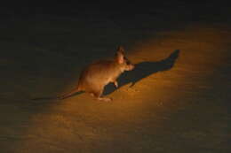 Image of Malagasy Giant Jumping Rat