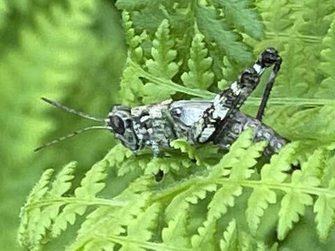 Слика од Melanoplus punctulatus punctulatus (Uhler 1862)