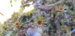 Image of juniper polytrichum moss