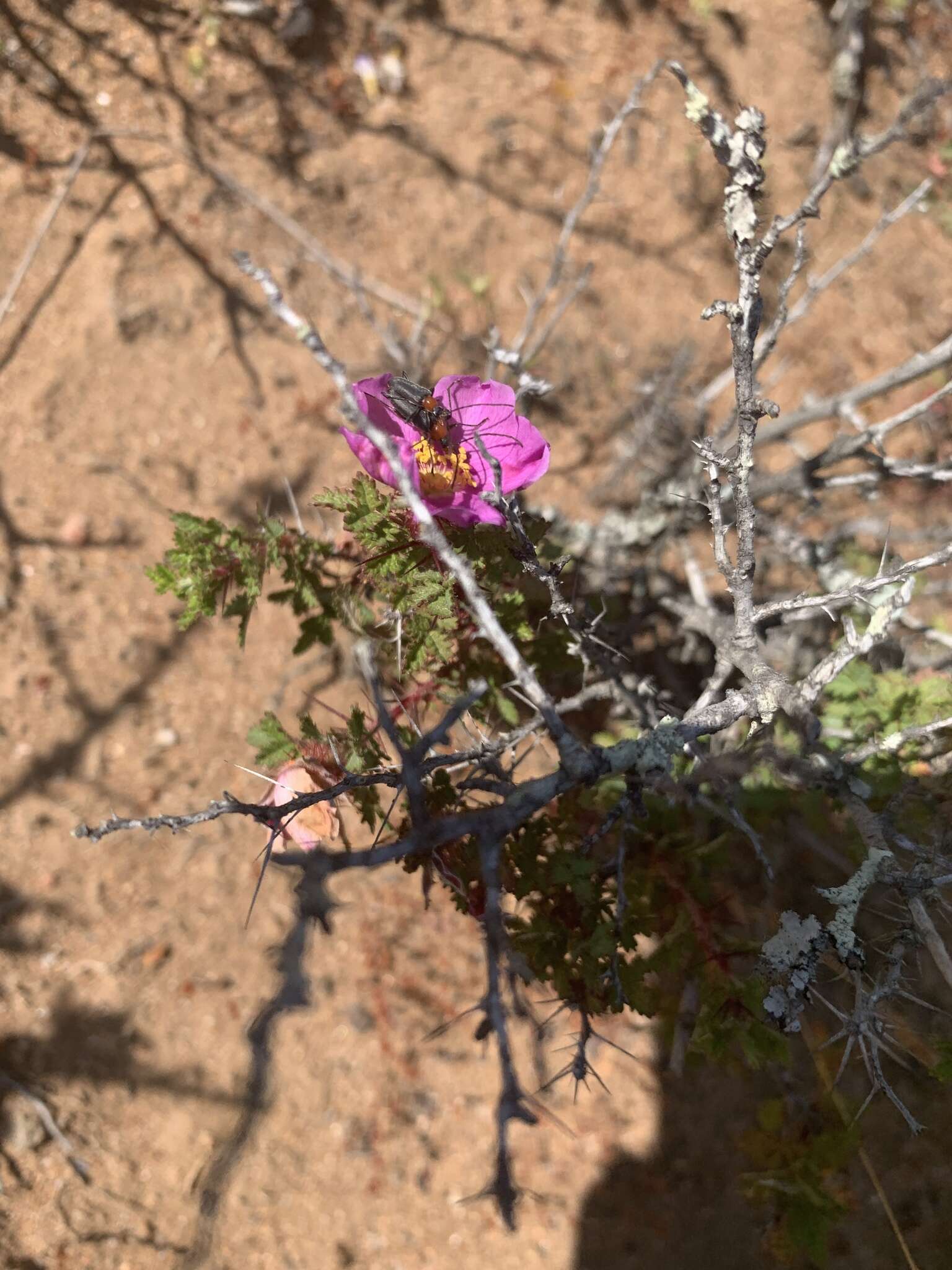 Rosa minutifolia Parry的圖片