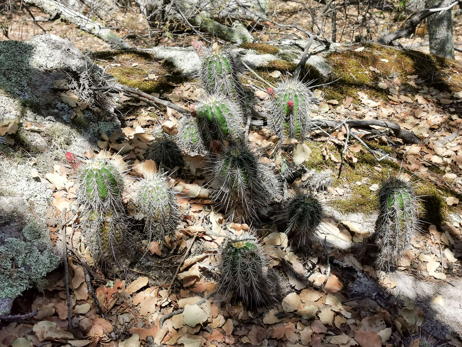 Image de Echinocereus acifer (Otto ex Salm-Dyck) Lem.