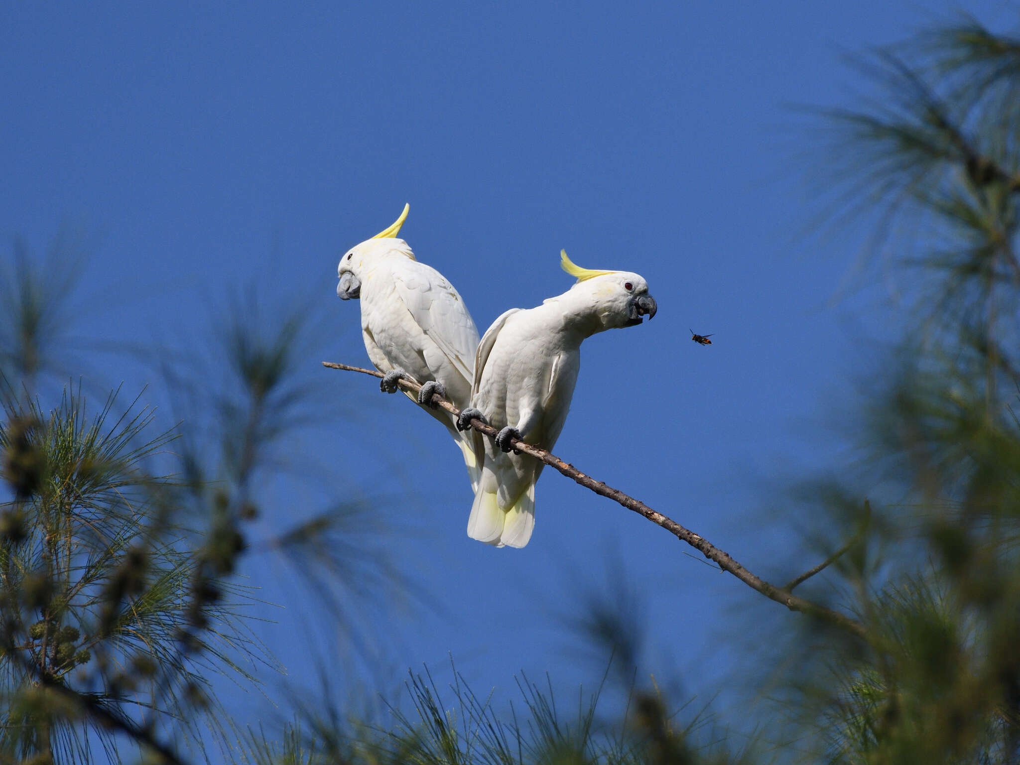 Image of Lesser Sulphur-crested Cockatoo