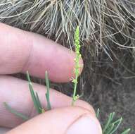 Image of Lophiocarpus tenuissimus Hook. fil.